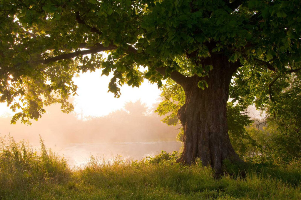 Wall murals Tree with a foggy river u55187p 1024x680 - Wall murals Tree with a foggy river - tegory