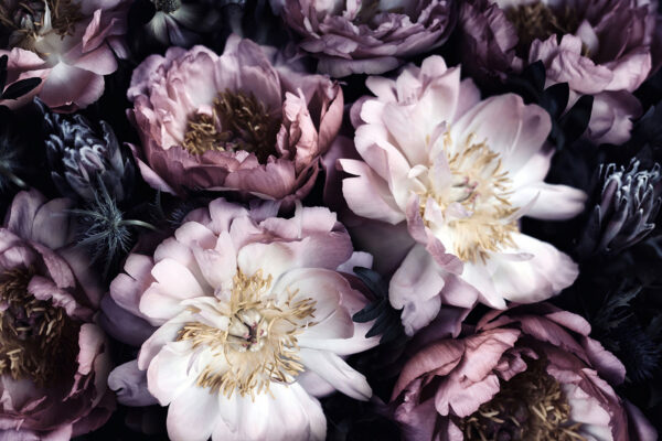 Elegante bloemen in zachte tinten. Elegante bloemen in zachte tinten.