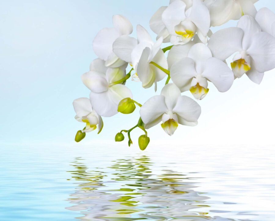 Witte orchideeën boven water