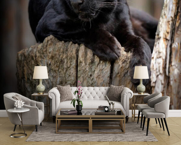 Zwarte panter liggend op een boomstronk Zwarte panter liggend op een boomstronk