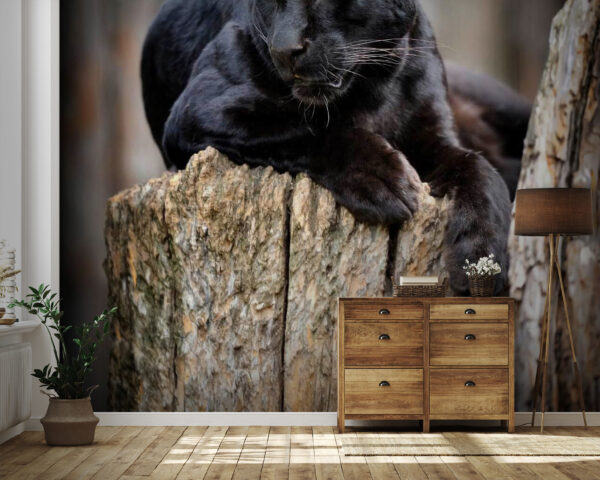 Zwarte panter liggend op een boomstronk Zwarte panter liggend op een boomstronk