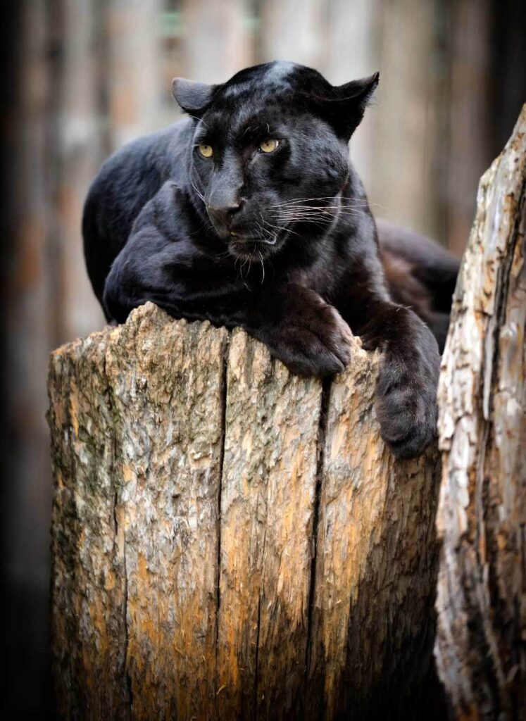 Zwarte panter liggend op een boomstronk Zwarte panter liggend op een boomstronk
