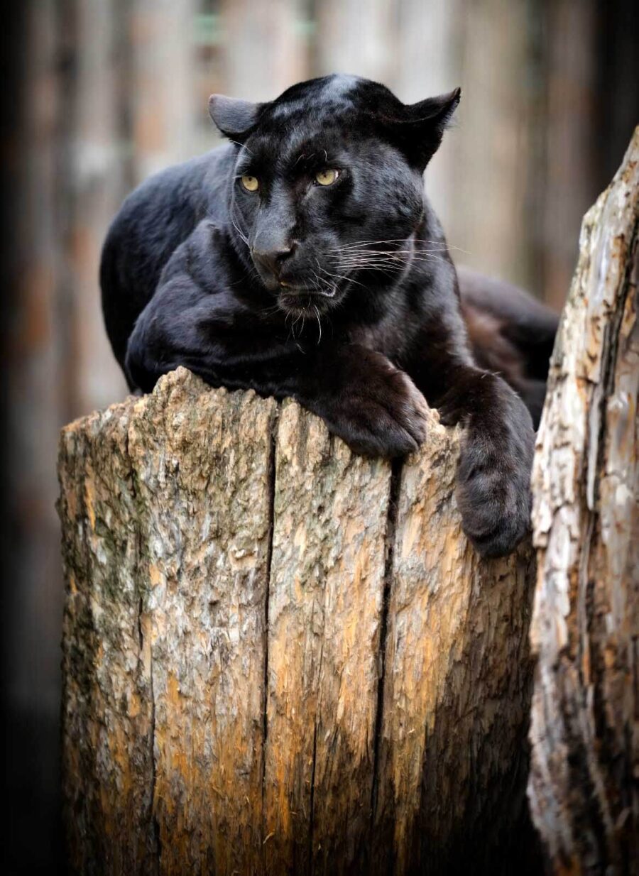 Zwarte panter liggend op een boomstronk
