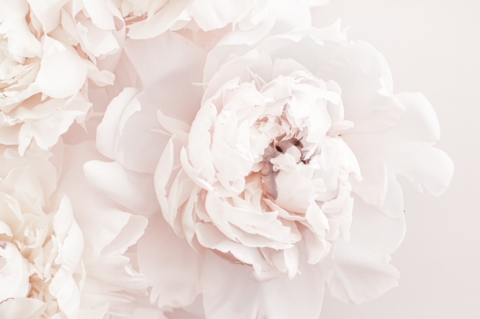 Delicate blooms in soft hues