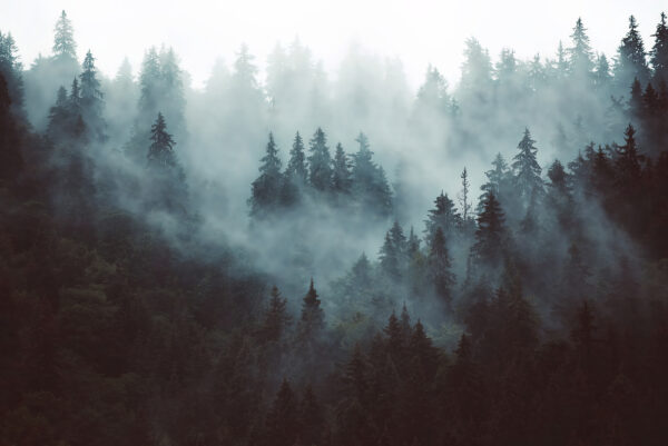 Mistig bos met bomen Mistig bos met bomen
