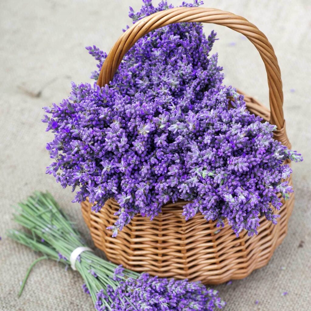Mand met paarse bloemen u53896p 1024x1024 - Mand met paarse bloemen - tegory