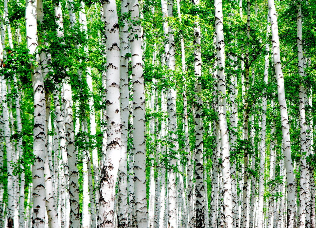 Groep bomen met groene bladeren Groep bomen met groene bladeren
