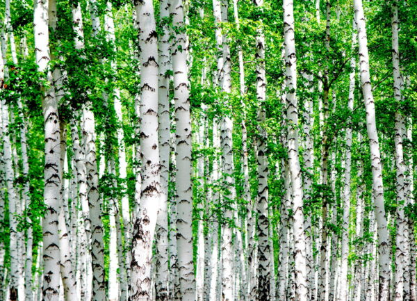 Groep bomen met groene bladeren Groep bomen met groene bladeren