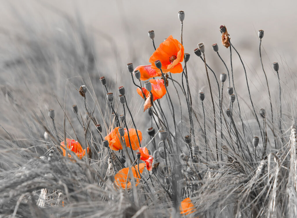 Oranje bloemen in een veld Oranje bloemen in een veld