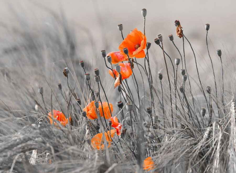 Oranje bloemen in een veld