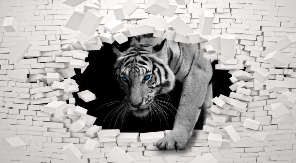 Tijger komt door een gat in een muur Tijger komt door een gat in een muur