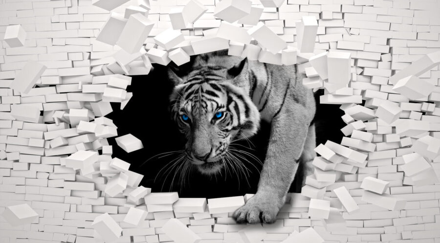 Tijger komt door een gat in een muur Tijger komt door een gat in een muur