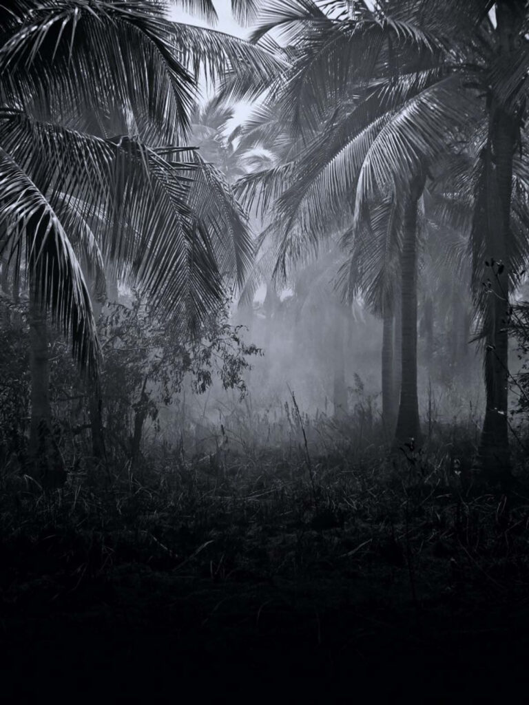 Mistig bos met palmbomen Mistig bos met palmbomen