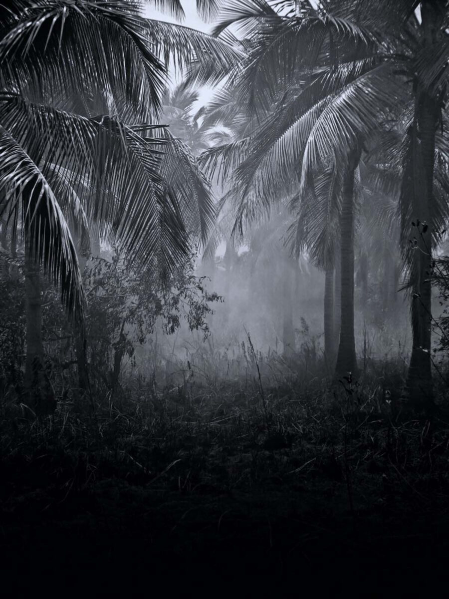 Mistig bos met palmbomen