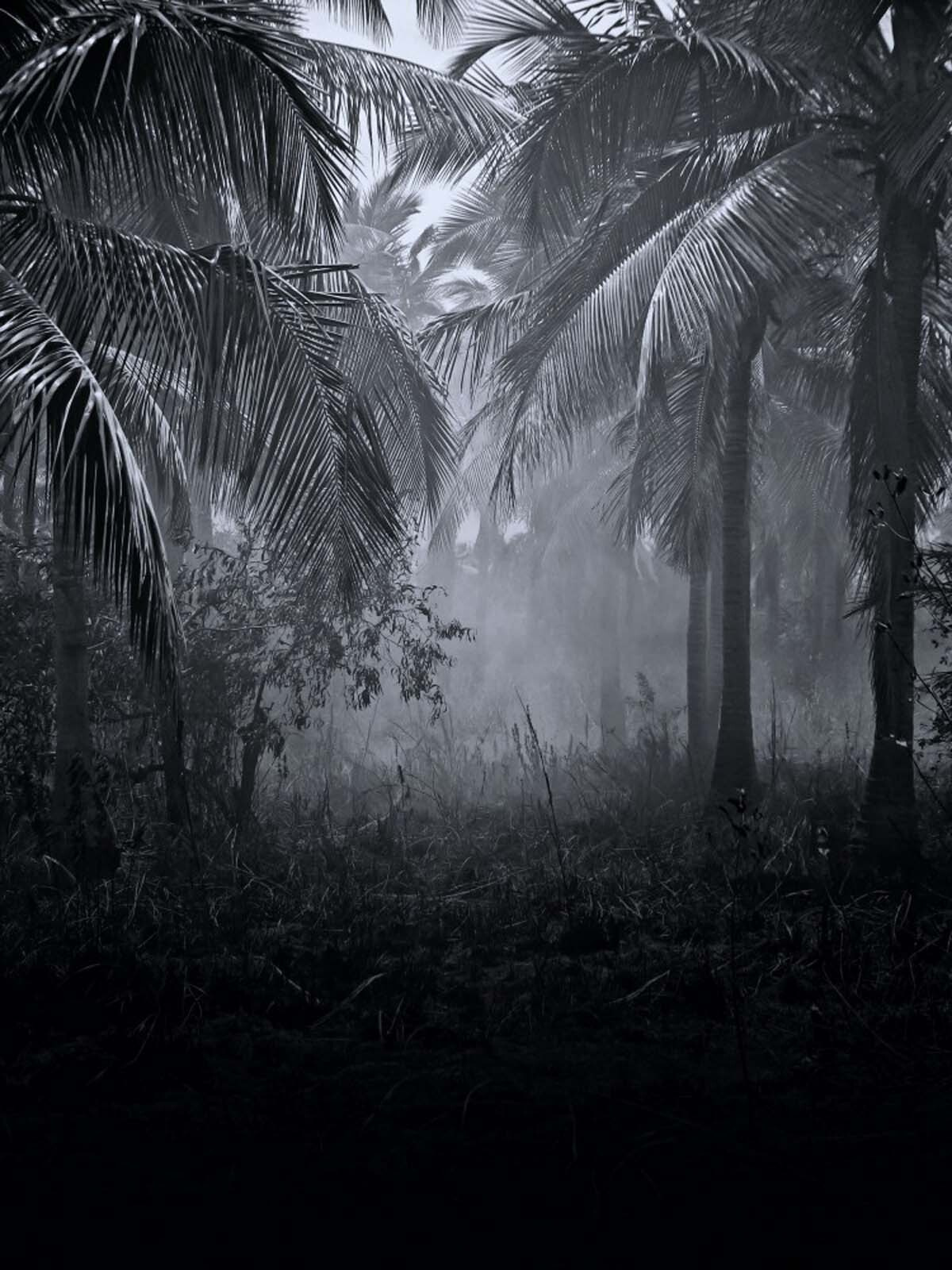 Mistig bos met palmbomen u51932p - Mistig bos met palmbomen - tegory