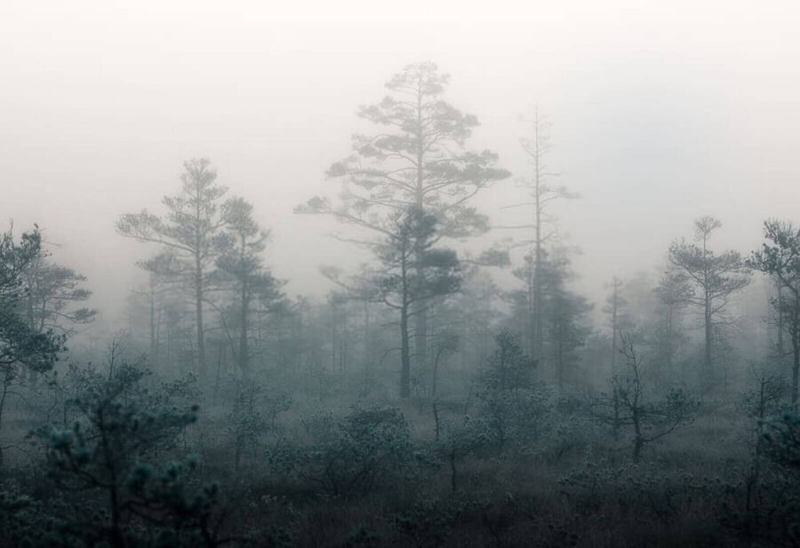 Mistig bos met bomen
