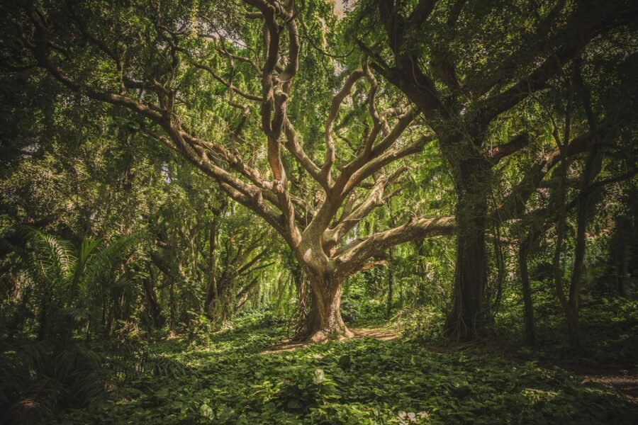 Grote boom in een bos