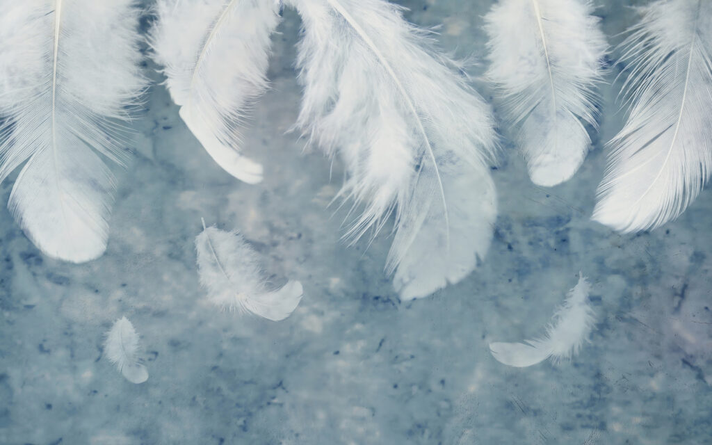 Witte veren op een blauw oppervlak Witte veren op een blauw oppervlak