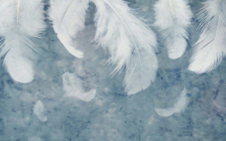 Witte veren op een blauw oppervlak Witte veren op een blauw oppervlak