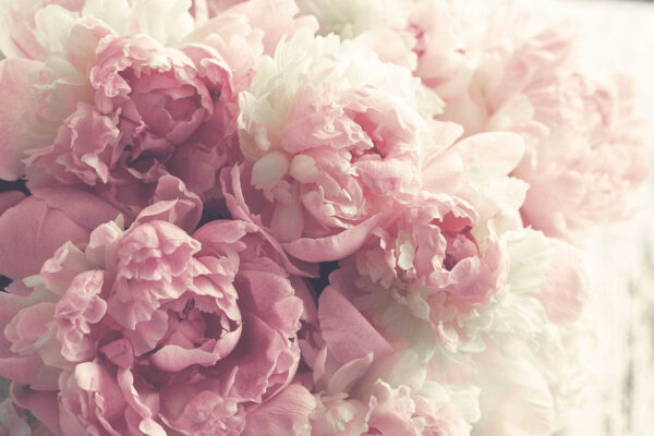 Delicate bloemen in zachte pasteltinten. Delicate bloemen in zachte pasteltinten.
