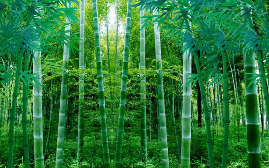 Groep bamboebomen