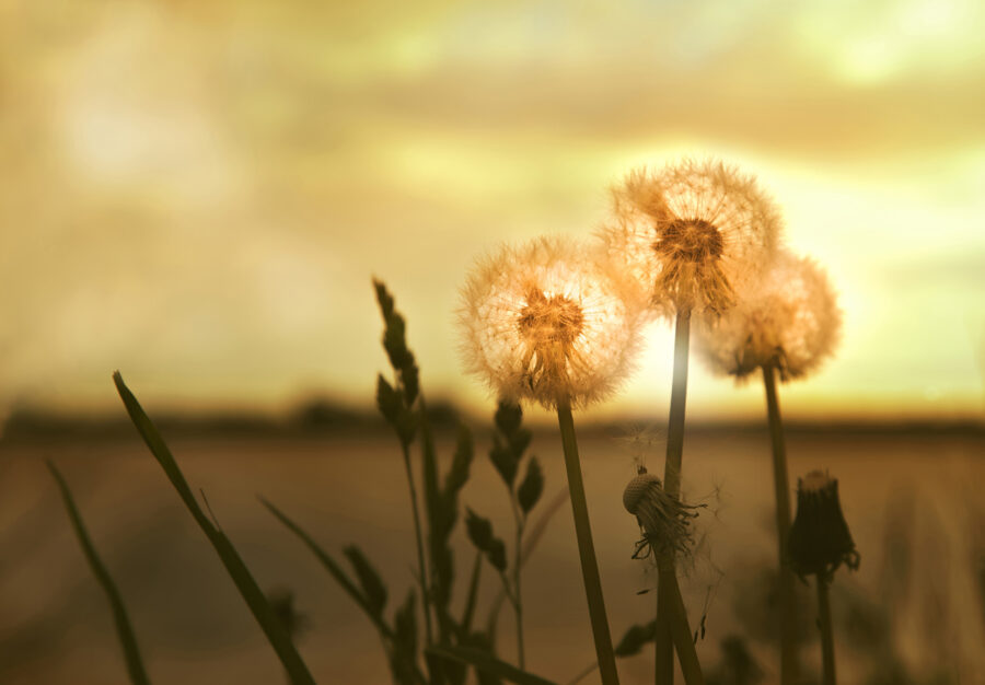 Paardenbloemen koesterend in warm licht