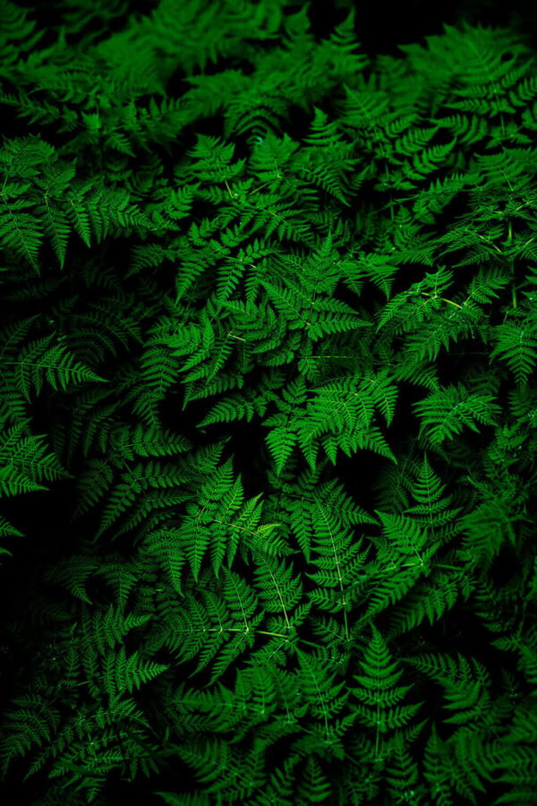 Groep groene bladeren Groep groene bladeren