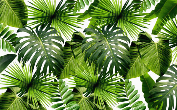 Groep groene bladeren Groep groene bladeren