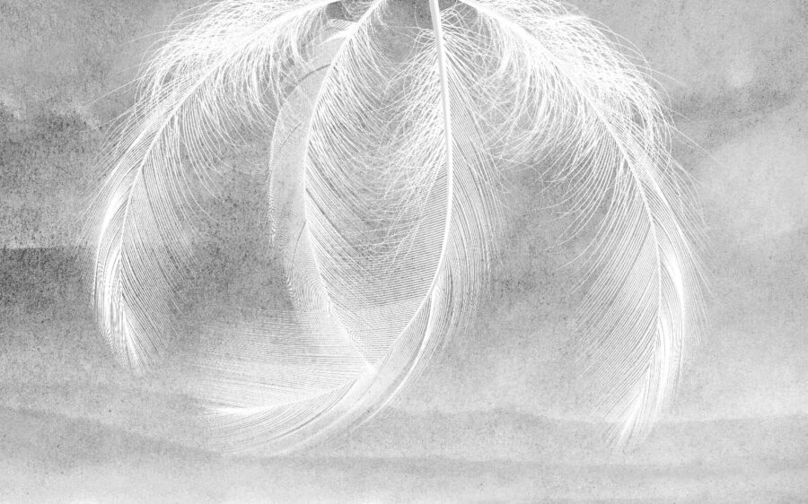 Delicate veren in zacht licht Delicate veren in zacht licht