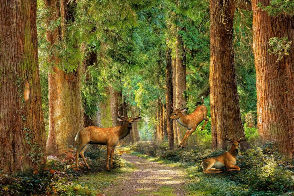 Groep herten in een bos Groep herten in een bos