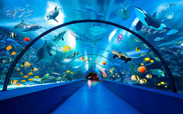 Tunnel met vissen en dieren Tunnel met vissen en dieren