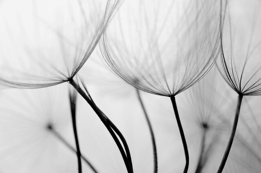 Delicate patronen in zwart en wit.