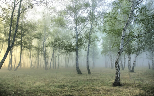 Mistig bos met bomen Mistig bos met bomen