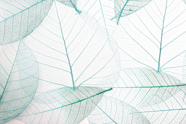 A group of leaves with veins