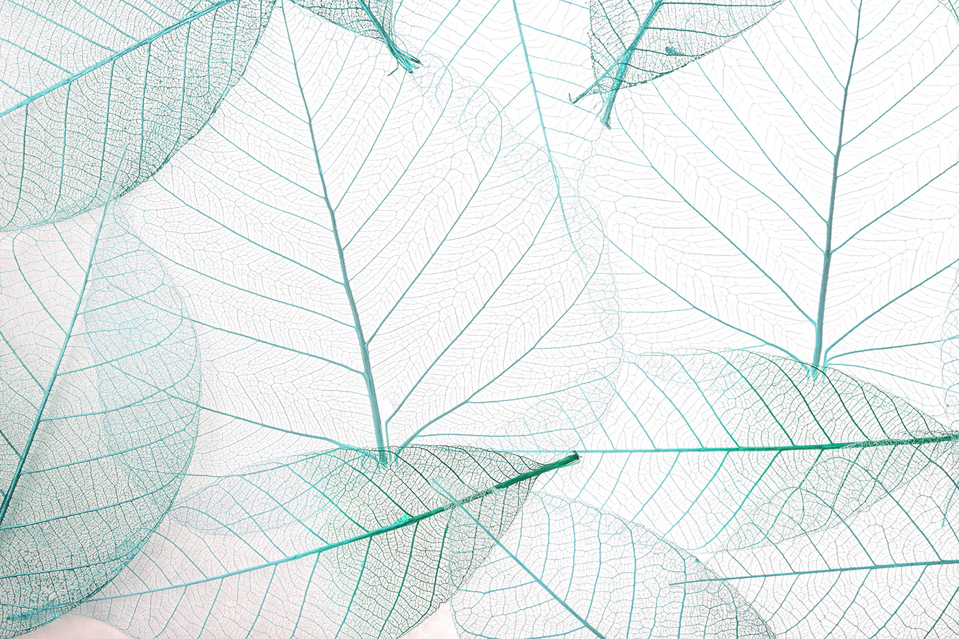 A group of leaves with veins
