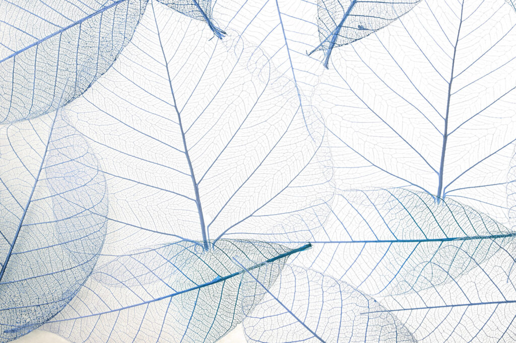 A group of blue leaves