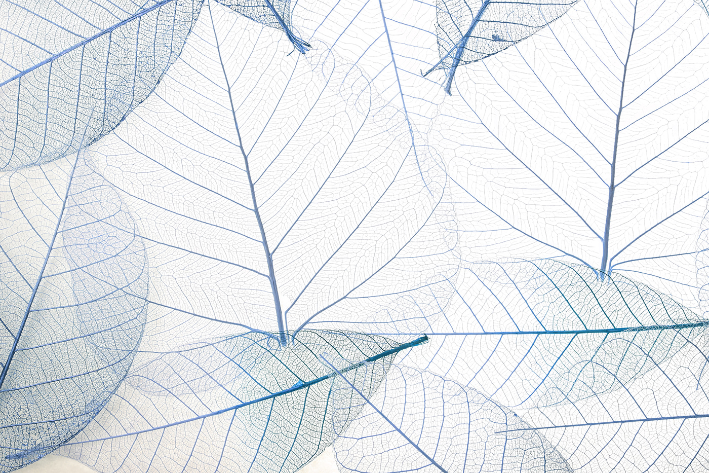A group of blue leaves