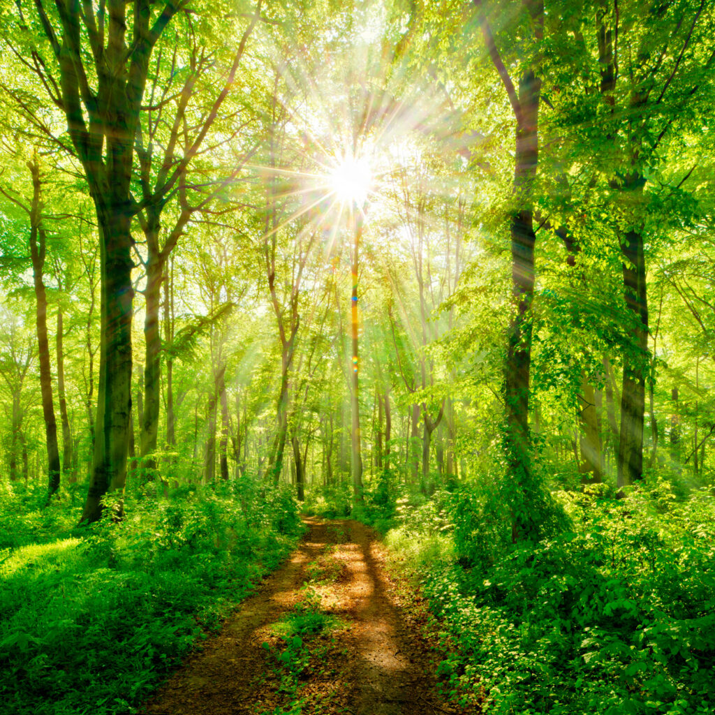 Path through a forest with trees and plants Path through a forest with trees and plants