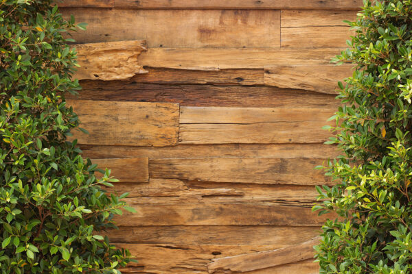 Tree next to a wood wall Tree next to a wood wall