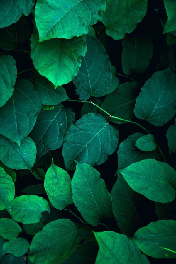 Groep groene bladeren Groep groene bladeren