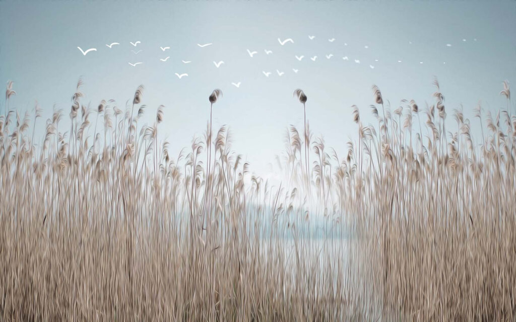 Groep van hoog gras met vliegende vogels in de lucht Groep van hoog gras met vliegende vogels in de lucht