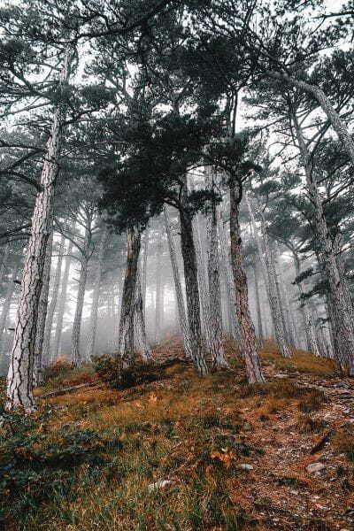 Bos met bomen in de mist