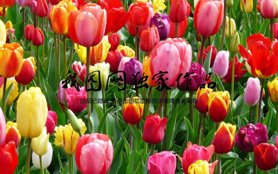 Groep kleurrijke tulpen