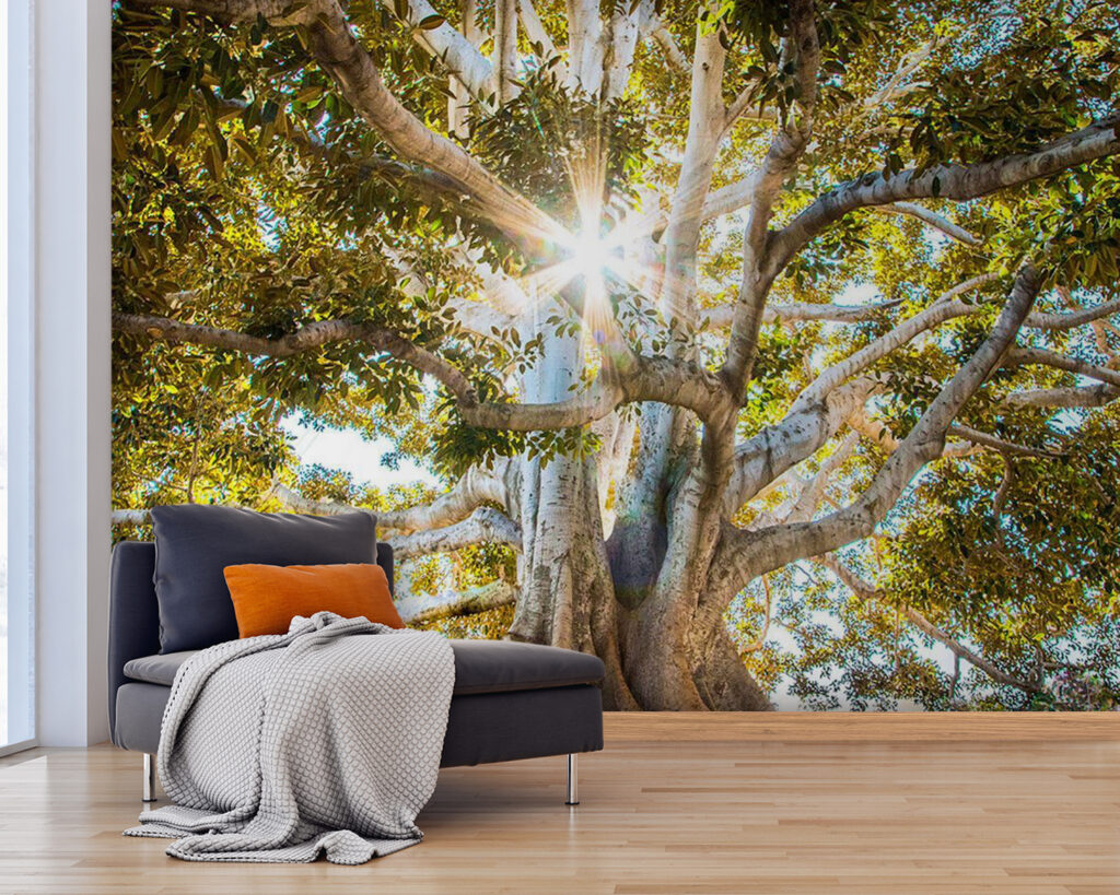 u01271pig25 1024x819 - Majestueuze boom in stralend zonlicht - tegory