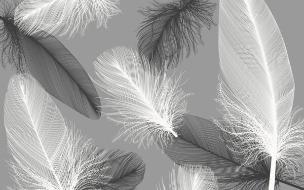 Delicate feathers in soft monochrome Delicate feathers in soft monochrome