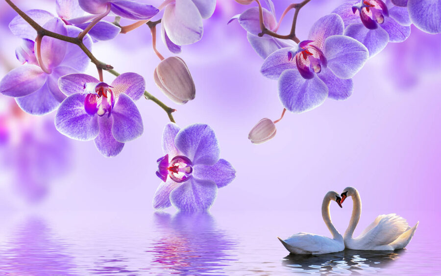 Twee zwanen in een meer met paarse bloemen Twee zwanen in een meer met paarse bloemen
