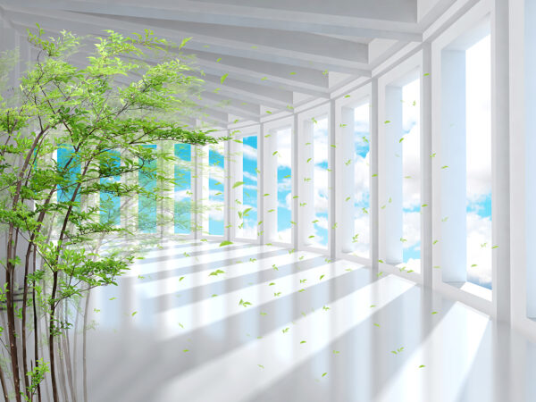 Tree in a room with windows Tree in a room with windows