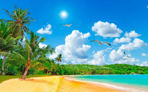 Strand met palmbomen en water Strand met palmbomen en water