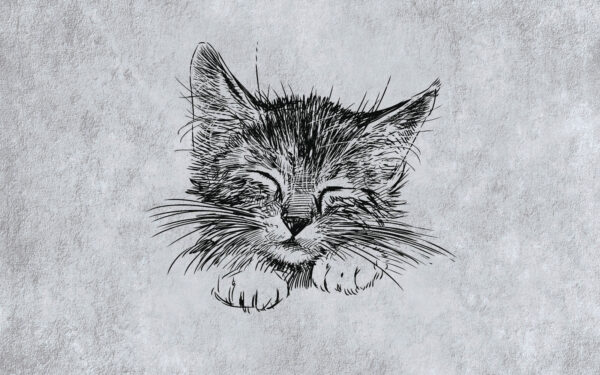 Tekening van een kat Tekening van een kat