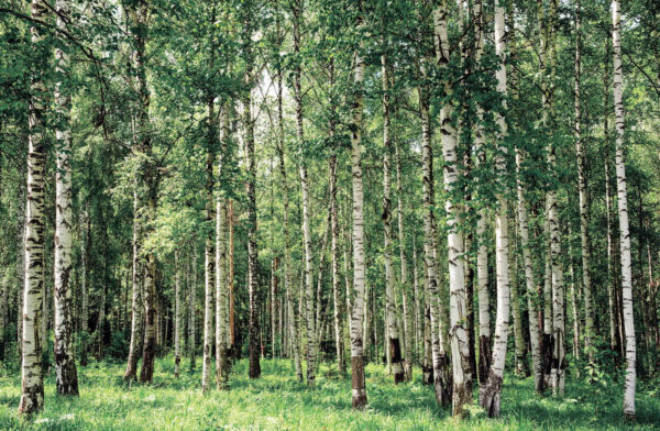 Groep bomen in een bos Groep bomen in een bos